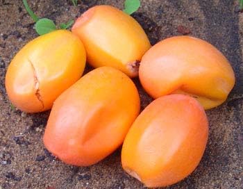 Passion Fruit Passiflora edulis seeds for planting in home garden